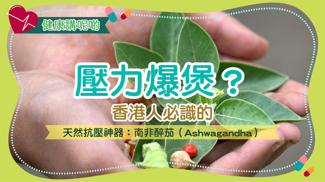壓力爆煲？香港人必識的天然抗壓神器：南非醉茄（Ashwagandha）