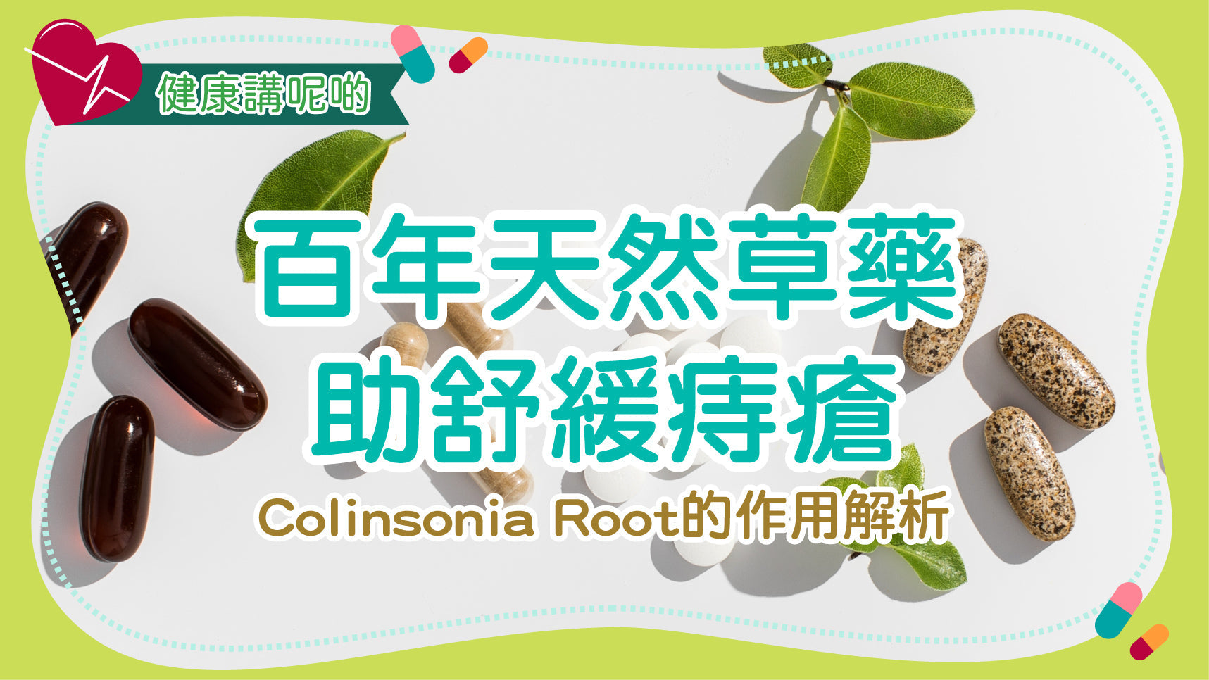 百年天然草藥助舒緩痔瘡：Colinsonia Root（石膽草根）的作用解析