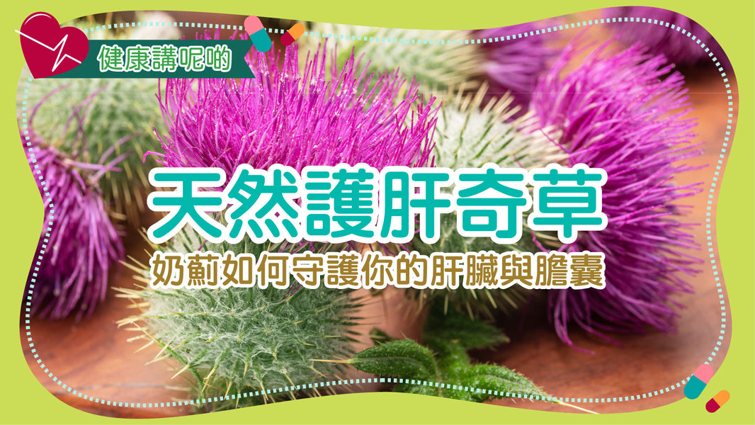 天然護肝奇草：奶薊如何守護你的肝臟與膽囊