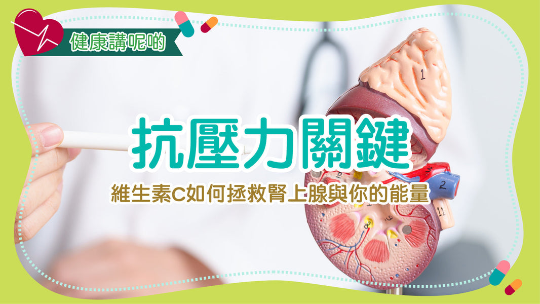抗壓力關鍵：維生素C如何拯救腎上腺與你的能量