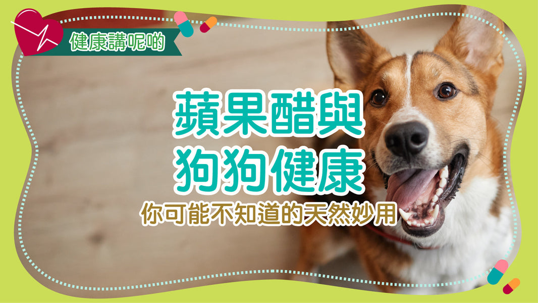 蘋果醋與狗狗健康：你可能不知道的天然妙用