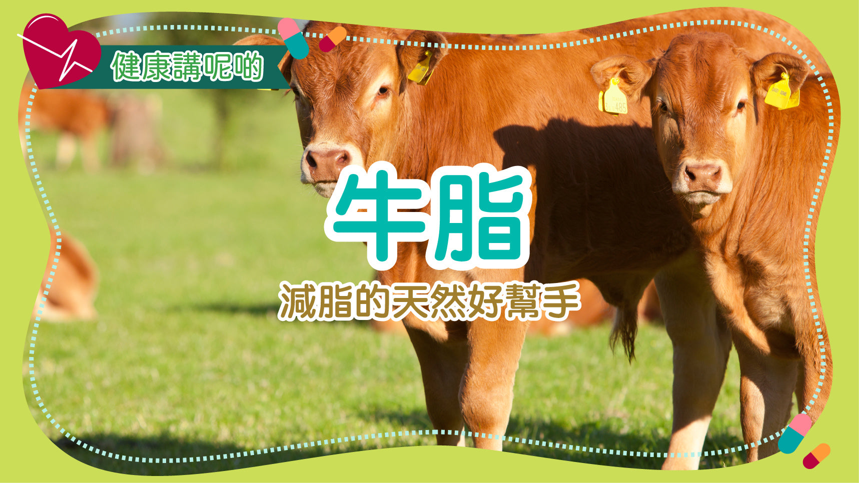 牛脂（Tallow）：減脂的天然好幫手