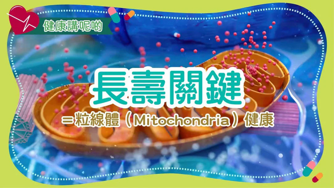 🔋 長壽關鍵＝粒線體（Mitochondria）健康